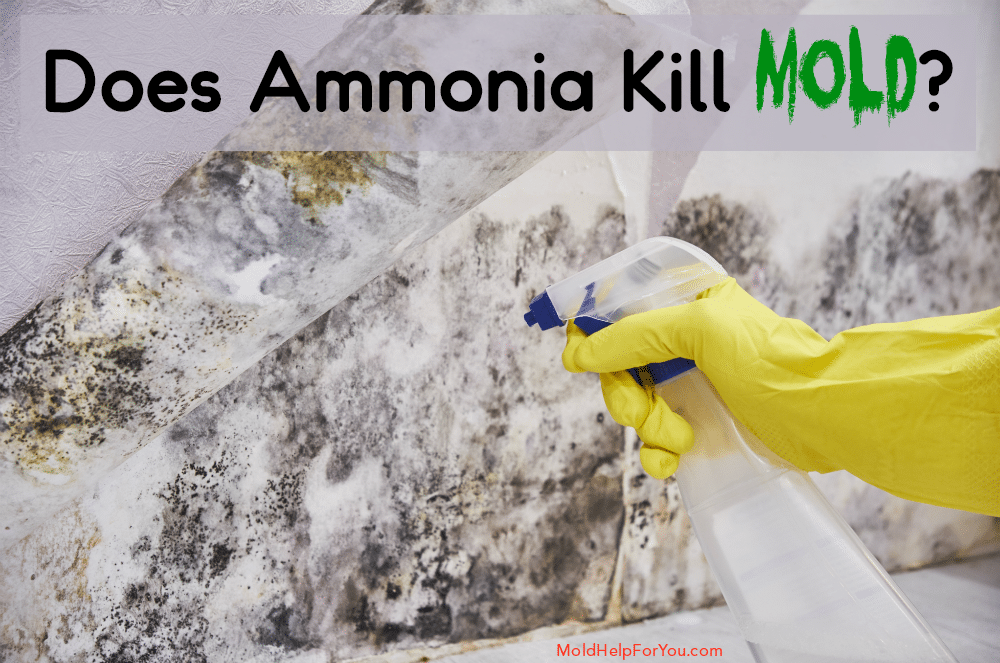 can ammonia kill you